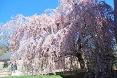 Prunus subhirtella 'Pendula' - višeň chloupkatá 'Pendula' (3)